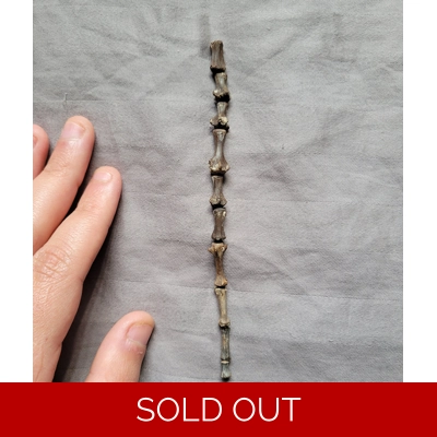 Very Rare Bear Dog Partial Tail Vertebra Bone Set Mammal Fossil From Florida